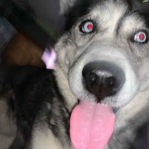 Meet your Posher, Thomas